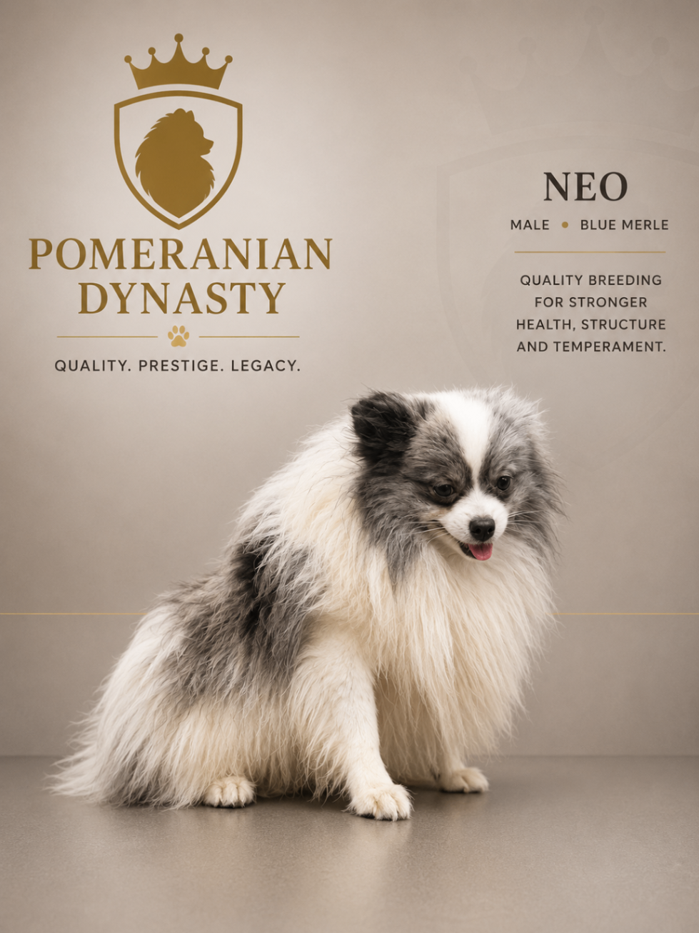Neo, Blue Merle Pomeranian