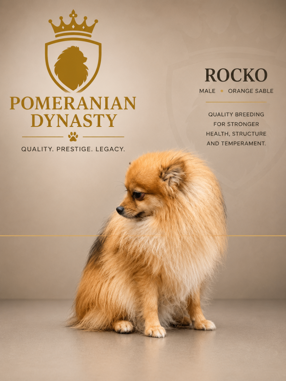 Rocko, Orange Sable Pomeranian